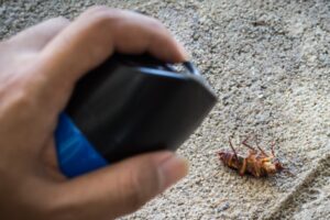 walka z karaluchami